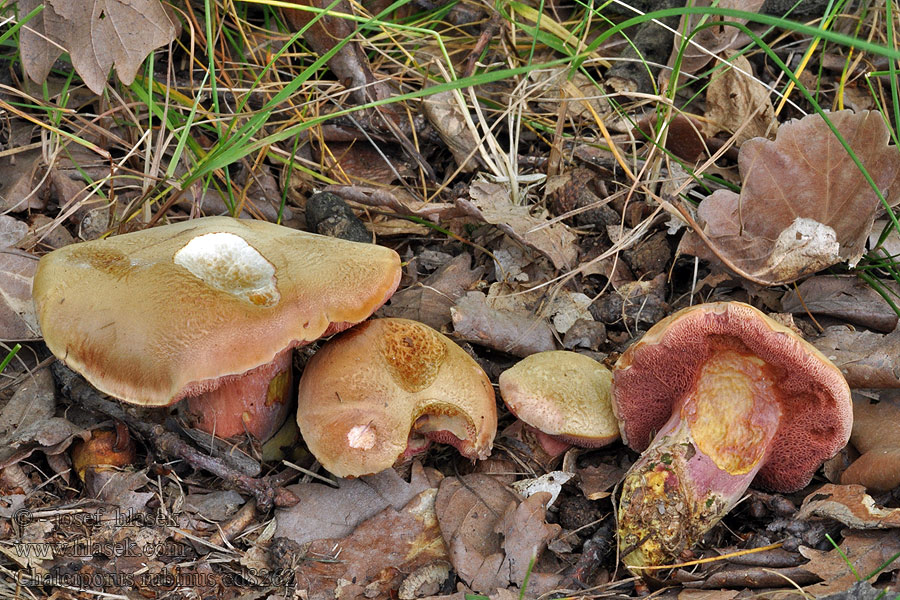 Хальципорус рубиновый Chalciporus rubinus