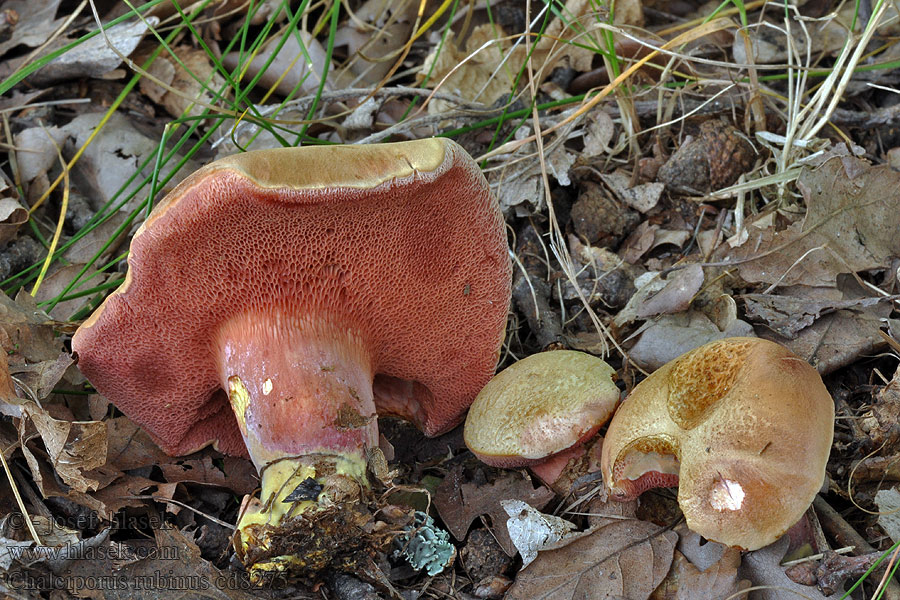 Kurzsporiger Röhrling Chalciporus rubinus