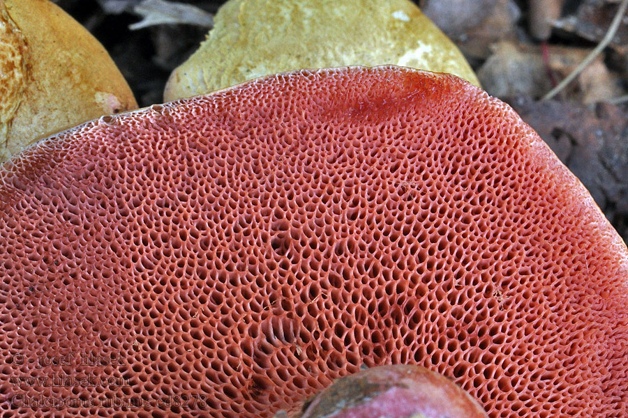 Mild pepperrørsopp Chalciporus rubinus