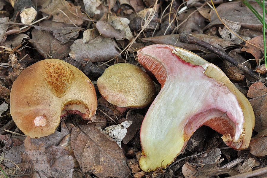 Maślaczek rubinowy Chalciporus rubinus