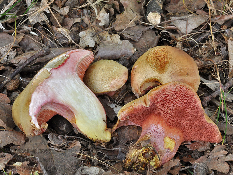 Hřib rubínový Suchohřib Chalciporus rubinus