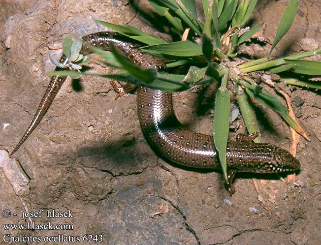 Chalcides ocellatus Gefleckter Walzenskink Ocellated Skink Gongilo