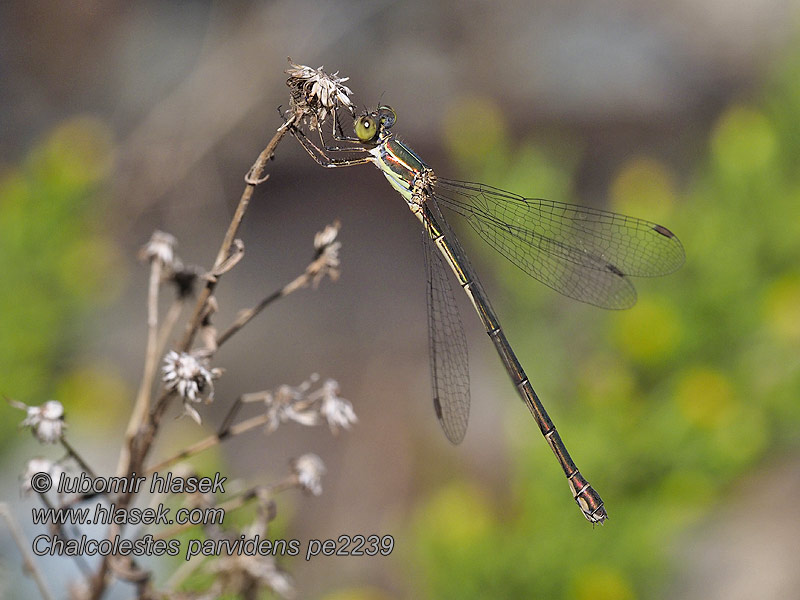 Chalcolestes parvidens Lestes Eastern willow spreadwing