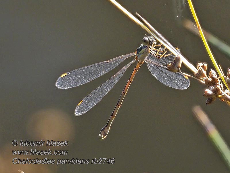 Chalcolestes parvidens Lestes Östliche Weidenjungfer