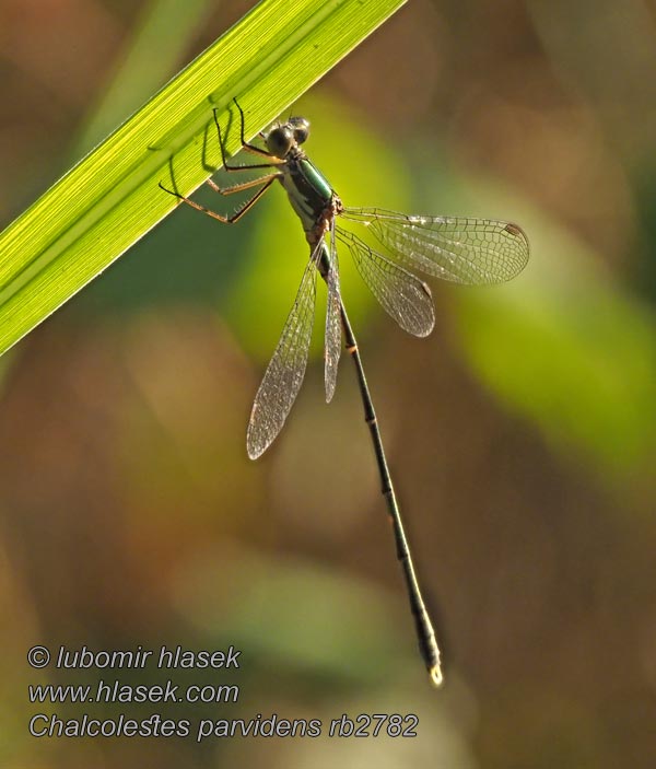 Chalcolestes parvidens Oostelijke houtpantserjuffer Лютка мелкозубая