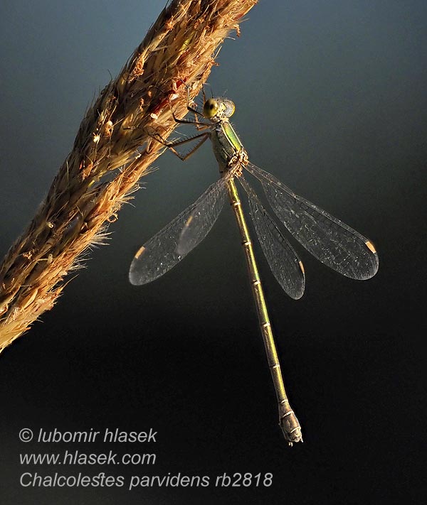 Chalcolestes parvidens Сенчесто кротиче Büyük sazbakiresi