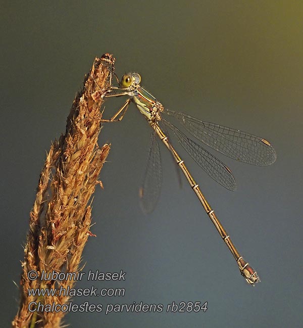 Eastern willow spreadwing Chalcolestes parvidens