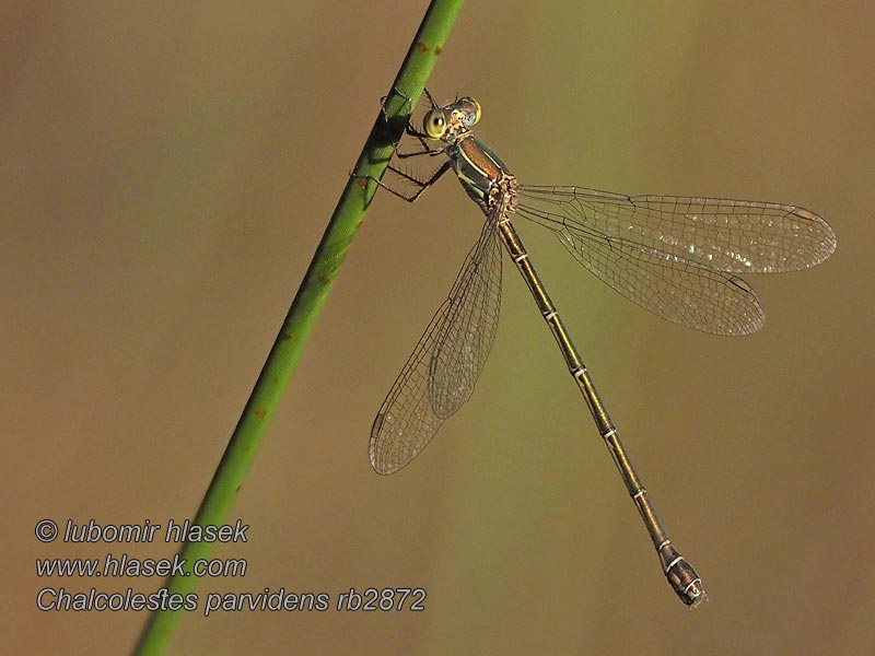 Östliche Weidenjungfer Chalcolestes parvidens Lestes