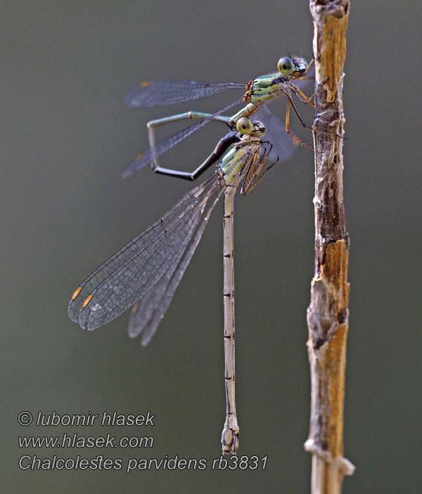 Лютка мелкозубая Lestes parvidens