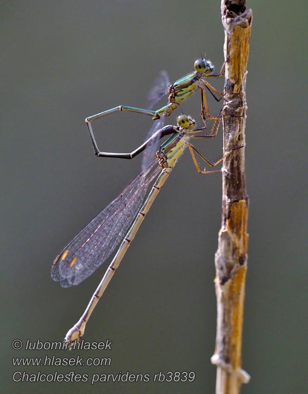 Сенчесто кротиче Büyük sazbakiresi Chalcolestes Lestes parvidens