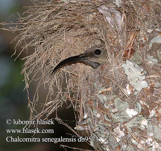 Chalcomitra senegalensis Scarlet-chested Sunbird Skarlagenbrystet Solfugl Souimanga poitrine rouge Scharlakenborst honingvogel Roodborsthoningzuiger Roodkeelhoningzuiger Nektarnik szkarlatny senegalski Nectarina Pecho Carmín Rooiborssuikerbekkie Rooikeelsuikerbekkie Strdimil senegalský Rotbrust-Glanzköpfchen Ruusurintamedestäjä Nettarinia pettirossa ヒムネタイヨウチョウ Beija flor peito escarlate Алогрудая нектарница Nektárovka červenohrdlá