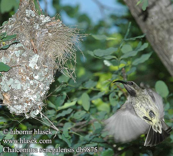 Chalcomistra senegalensis db9875