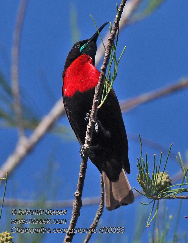 Roodborsthoningzuiger Roodkeelhoningzuiger Nektarnik szkarlatny senegalski Nectarina Pecho Carmín Chalcomitra senegalensis