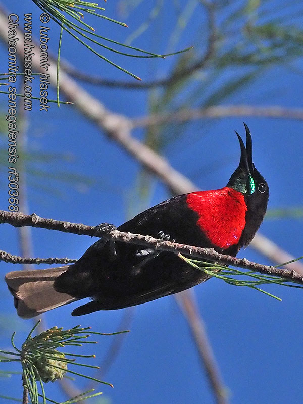 Rooiborssuikerbekkie Rooikeelsuikerbekkie Strdimil senegalský Rotbrust-Glanzköpfchen Chalcomitra senegalensis