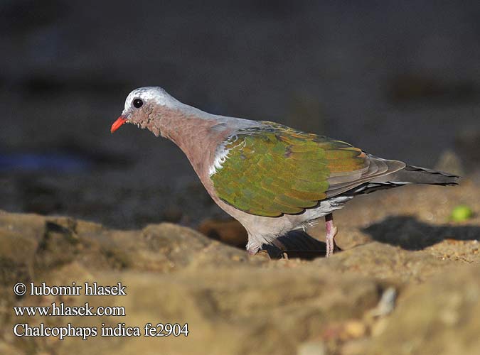 Chalcophaps indica Columba Holub zelenokřídlý Glanzkäfertaube Palomita Esmeralda Dorsiverde Colombine turvert Emerald Dove Tortora smeraldina キンバト Изумрудный голубь Изумрудная горлица 綠背金鳩 绿翅金鸠  绿翅金鸠  绿背金鸠  翠翼鳩 Cu luồng นกเขาเขียว Smaragdduva Hrdlička zelenokrídla Miedzianka smaragdowa Grønnvingedue Indisk Smaragddue Smaragdduif Punai Dekut Tanah Delimukan zamrud Smaragdtuvi Grønvingedue