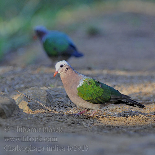 Palomita Esmeralda Dorsiverde Colombine turvert Emerald Dove Tortora smeraldina キンバト Изумрудный голубь Изумрудная горлица 綠背金鳩 绿翅金鸠  绿翅金鸠  绿背金鸠  翠翼鳩 Cu luồng นกเขาเขียว Smaragdduva Hrdlička zelenokrídla Miedzianka smaragdowa Grønnvingedue Indisk Smaragddue Smaragdduif Punai Dekut Tanah Delimukan zamrud Smaragdtuvi Grønvingedue Chalcophaps indica Columba Holub zelenokřídlý Glanzkäfertaube