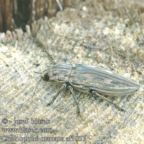 Chalcophora mariana Pine borer Grand bupreste Pin