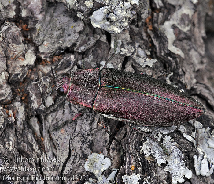 Chalcophorella fabricii