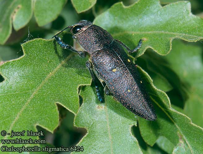 Chalcophorella stigmatica 6424