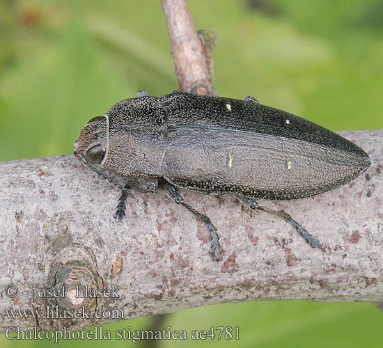 Chalcophorella stigmatica ae4781