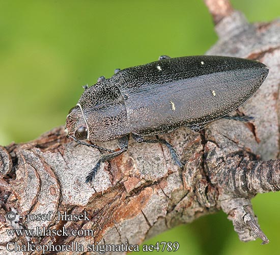 Chalcophorella stigmatica ae4789