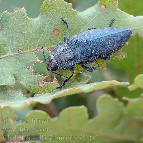 Chalcophorella stigmatica