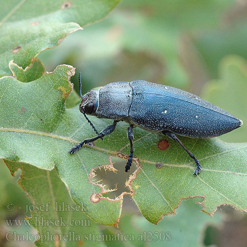 Chalcophorella stigmatica