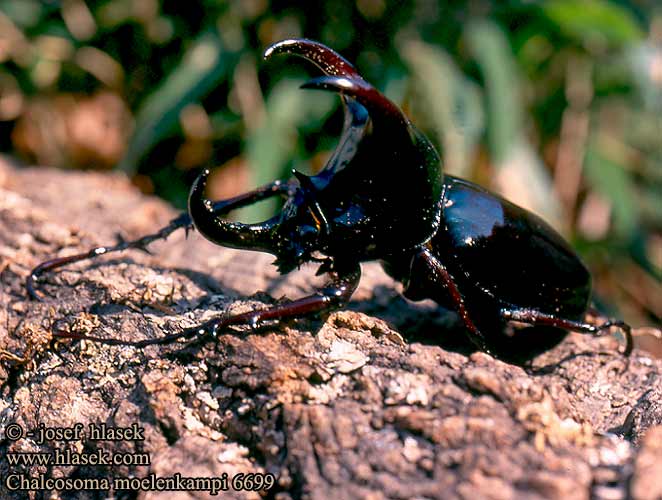 Chalcosoma moelenkampi 6699