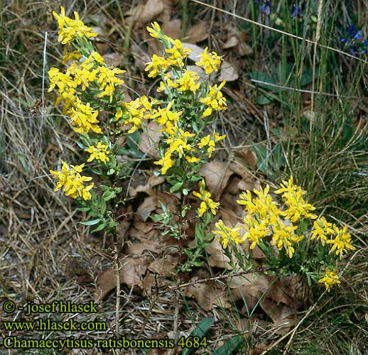 Chamaecytisus ratisbonensis