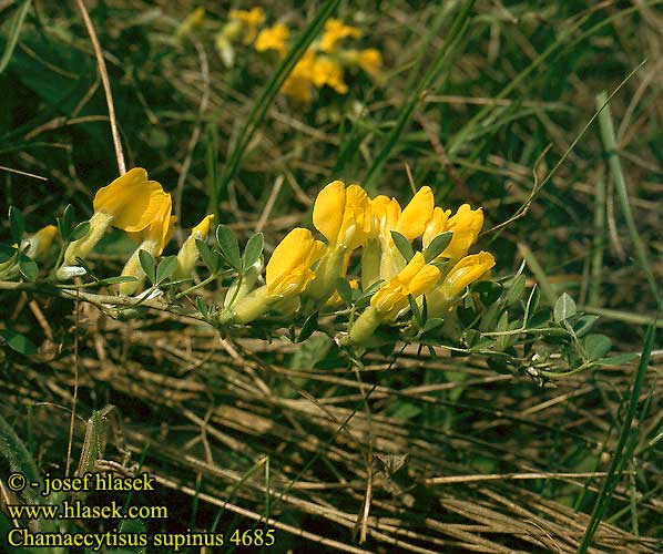 Chamaecytisus supinus