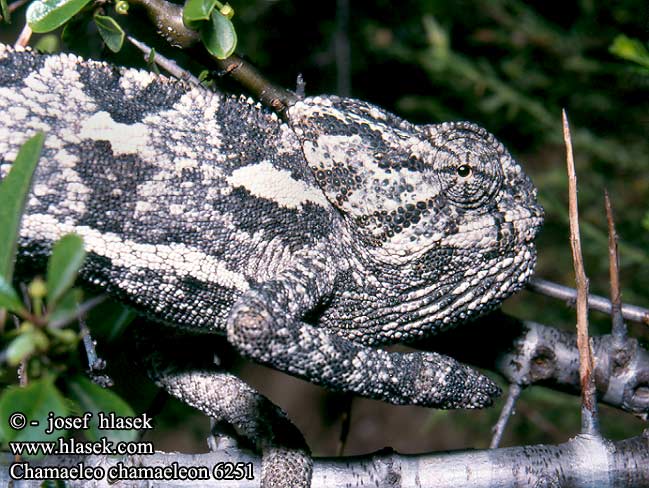 Chamaeleo chamaeleon Europäischer Gewöhnliches Chamäleon Mediterranean Common Chameleon Camaleón Camaleonte comune Chameleon obecný Adi bukalemun Bayağı Kameleon pospolity Chameleón obyčajný Közönséges kaméleon Európai حرباء شائعة Adi buqələmun Kameleon boutin Camaleó comú Caméléon commun Gewone kameleon Vanlig kameleon Camaleão-comum Хамелеон звичайний 地中海變色龍