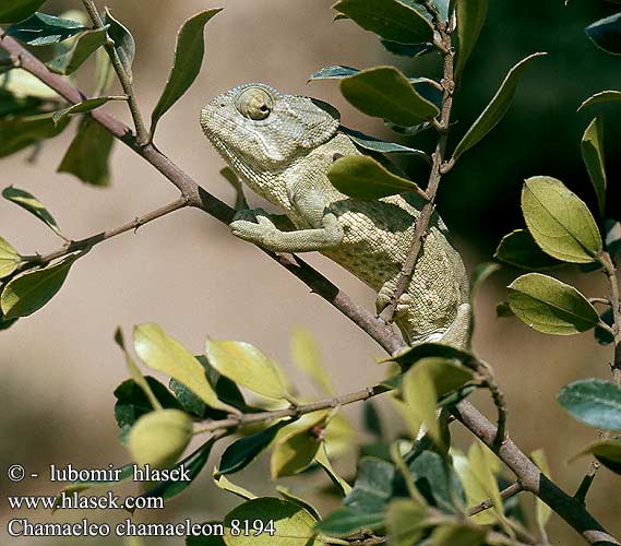 Mediterranean Common Chameleon Camaleón Camaleonte comune Chameleon obecný Adi bukalemun Bayağı Kameleon pospolity Chameleón obyčajný Közönséges kaméleon Európai حرباء شائعة Adi buqələmun Kameleon boutin Camaleó comú Caméléon commun Gewone kameleon Vanlig kameleon Camaleão-comum Хамелеон звичайний 地中海變色龍 Chamaeleo chamaeleon Europäischer Gewöhnliches Chamäleon