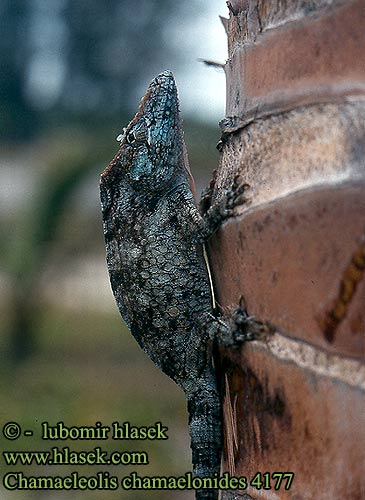 chamaeleolis_chamaelonides CZ: anolis