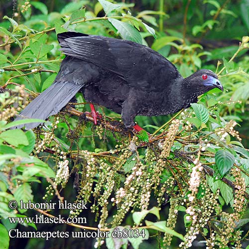 Chamaepetes unicolor Guan černý Mohrenguan Sort Penelopehøne Pava Negra Mustasaku Guan ventre noir Pénélope unicolore Guan nero Penelope nera クロシャクケイ Zwarte Goean Svarthokko Ggrdacz czarny Панамский гуан