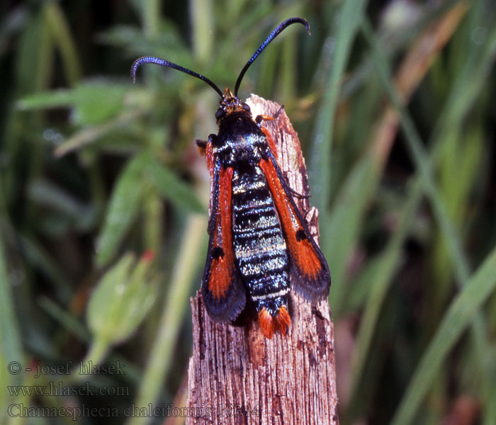 Chamaesphecia chalciformis Mennigroter Dost-Glasflügler Nesytka zlatěnková