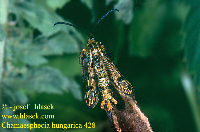 Chamaesphecia hungarica