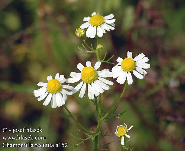 Chamomilla recutita Scented mayweed Vellugtende kamille Kamomilla