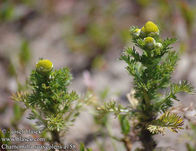 Chamomilla suaveolens Pineapple mayweed Strahllose Kamille skive