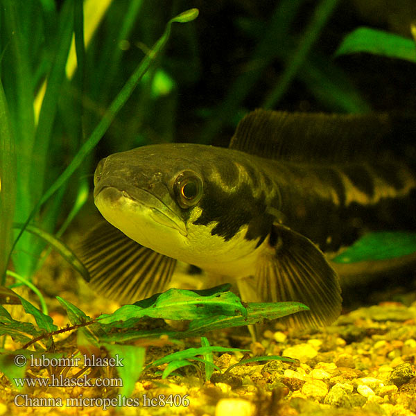 Channa micropeltes Hadohlavec červený Giant snakehead mudfish Ophiocéphale Großer Schlangenkopffisch Rode slangkopvis Змееголов краснополосый Dev yılanbaş ปลาชะโด Cá lóc bông 小盾鱧