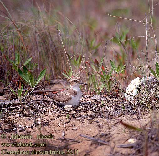 Charadrius alexandrinus Kentish Plover Seeregenpfeifer