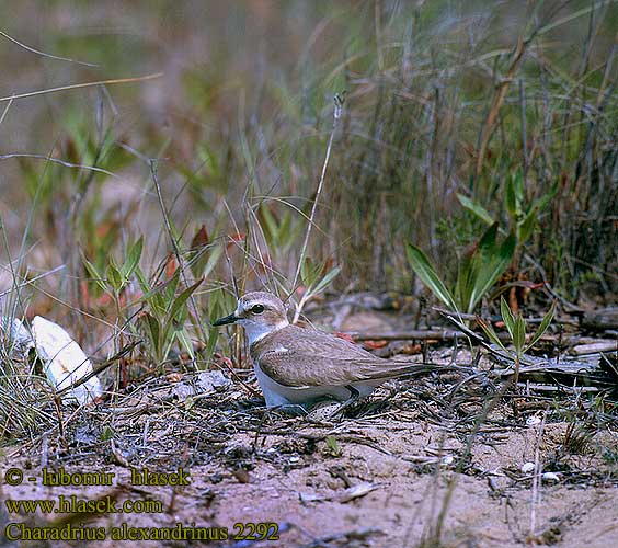 Charadrius alexandrinus 2292