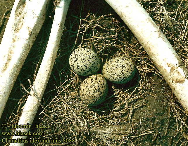 Charadrius alexandrinus 8088