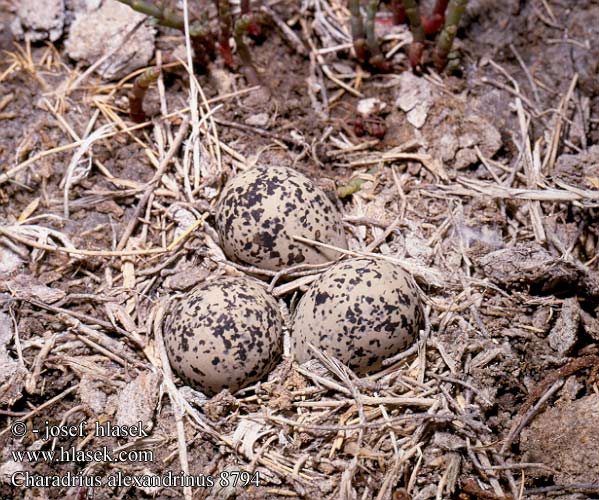 birds eggs nests Charadrius alexandrinus Kentish Plover Seeregenpfeifer
