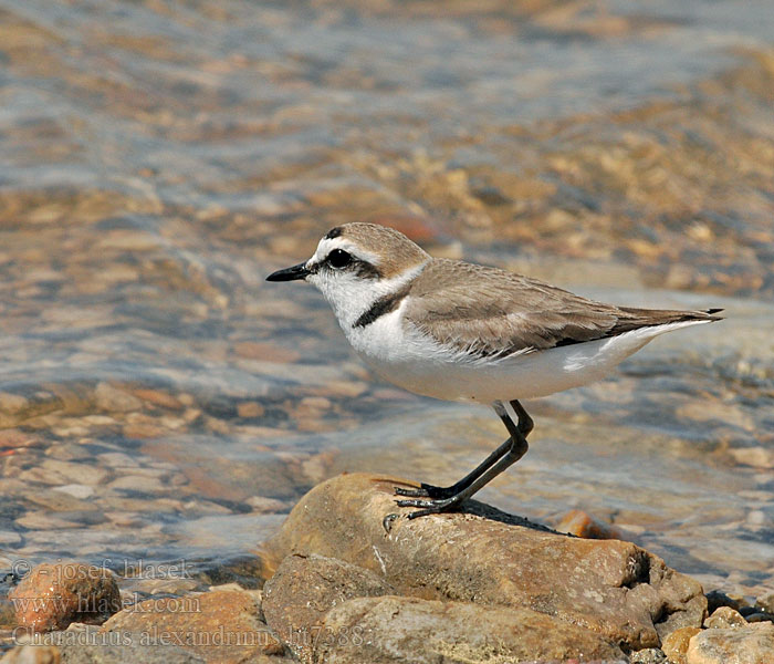 Charadrius_alexandrinus_bt7388