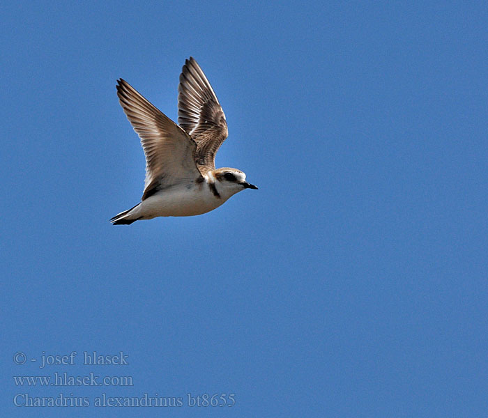 Charadrius_alexandrinus_bt8655