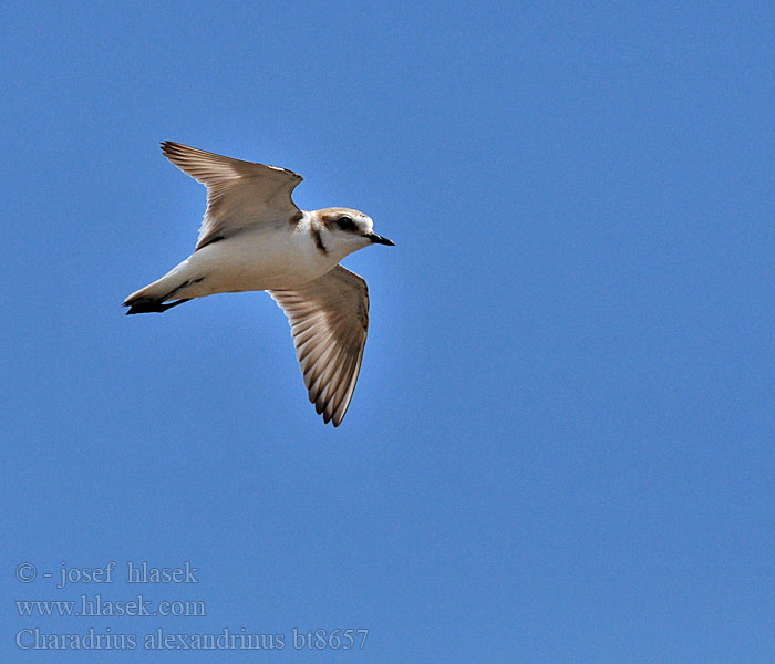 Charadrius alexandrinus Seeregenpfeifer