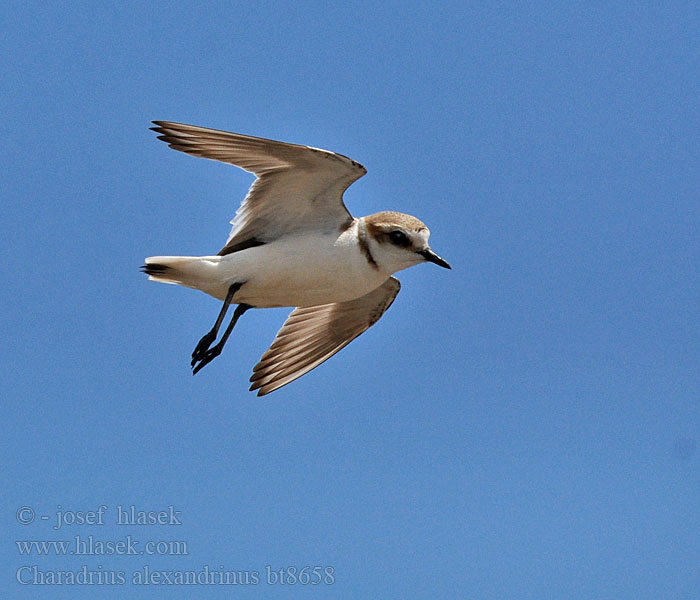 Charadrius_alexandrinus_bt8658