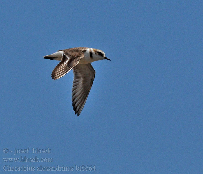 Charadrius_alexandrinus_bt8664