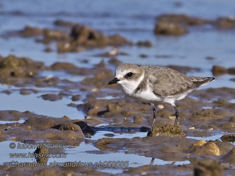 Charadrius alexandrinus