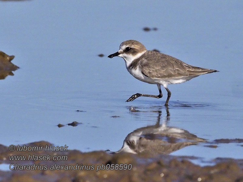 Charadrius_alexandrinus_pb058590